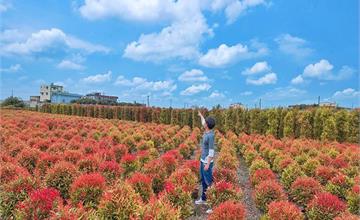 「緋紅波波草」現蹤彰化，期間限定漸層三色葉片好夢幻！