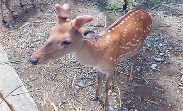 屏東｜鹿境：墾丁餵食小鹿親子活動~Paradise of deer 