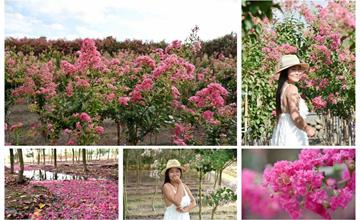 彰化｜2020田中小花紫薇秘境，小花紫薇隧道最新花況109/06/20
