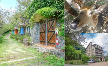 南投住宿｜日初雲來渡假莊園：清境農場餵小鹿，繡球花童話般場景拍照 
