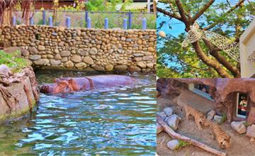 新竹市立動物園｜快來動物點點名！有大明星河馬樂樂、北美浣熊、馬來熊。動物園新裝登場！