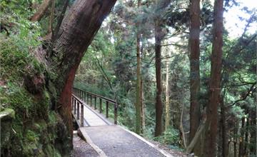 阿里山｜三日古道散步路線：特富野＋石棹＋二延平步道！