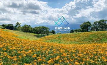 花蓮玉里│季節限定，浪漫赤科山金針花海衝啊！
