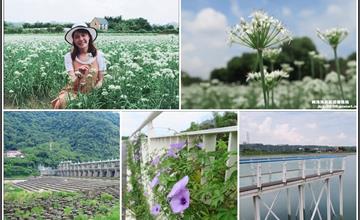 桃園｜一日小旅行！欒樹、韭菜花海超漂亮！順遊大溪左岸自行車道、河濱公園、透明景觀橋、鳶山堰、渡船頭公園山水步道