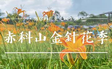 花蓮│2020赤科山金針花季，媲美六十石山與太麻里金針山的絕美花海