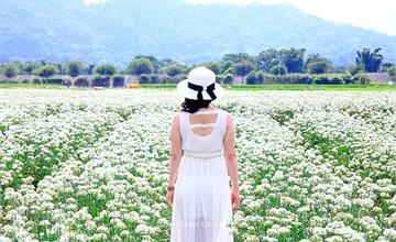 桃園│2020大溪韭菜花田，大溪九月雪，韭菜花田攝影人拍攝全攻略