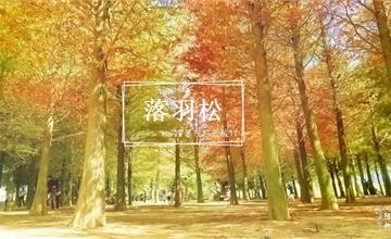 南投｜139縣道落羽松：詩情畫意超好拍！各種顏色的落羽松，超殺記憶卡