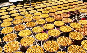新竹⎪味衛佳柿餅觀光農場。季節限定的金黃色美味柿餅、夢幻黃澄澄的柿子海，還有必吃的柿子冰棒！