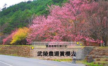 2021武陵農場櫻花季│十大賞櫻景點好美好好拍，賞櫻專車/賞櫻訂房/交通資訊，武陵農場露營趣，懶人包快收進口袋吧！