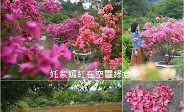 高雄｜秋賞九重葛，天台山日月湖畔，奼紫嫣紅在空靈綠意中