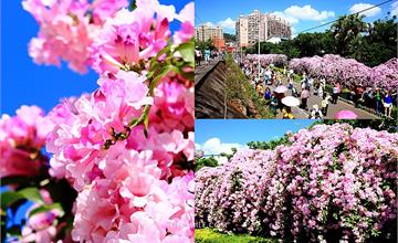 新北泰山│楓樹河濱公園2020花季，紫色蒜香藤花瀑布浪漫破錶