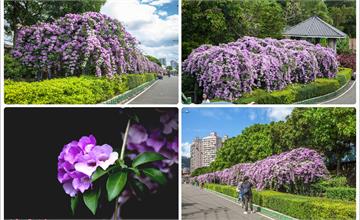 新北｜新蘆線丹鳳站｜楓樹河濱公園‧蒜香藤(紫鈴藤)盛開(花況2020.10.25)
