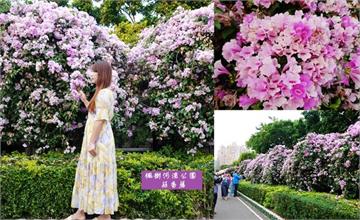 新北泰山｜蒜香藤秘境！楓樹河濱公園：最新花況! 浪漫紫粉色花海牆，把握最後賞花時間