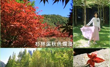 南投│杉林溪秋色爛漫 楓紅層層、水杉林在秋陽下熠燿閃亮