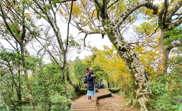 宜蘭太平山｜山毛櫸步道：秋季限定美景黃金山毛櫸x秋芒x楓葉，深藏稜線中的金黃祕徑
