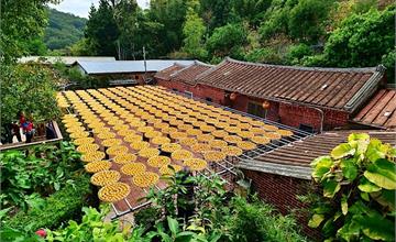 新竹｜金漢柿餅教育園區：柿子滿園枝頭高高掛，三合院前曬杮餅，秋季限定絕美柿餅照