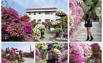 彰化田尾｜九重葛之家 輝豐園藝：夢幻九重葛迷宮，絕美桃紅花園