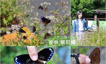 高雄茂林│紫斑蝶生態公園 感受蝴蝶漫天飛舞的浪漫情境