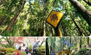 宜蘭｜太平山一日遊：紅葉隧道賞楓，森林鐵道蹦蹦車，台灣秋天這樣玩！