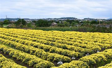 2020苗栗銅鑼杭菊的花季*杭菊芋頭節 金與白的花海