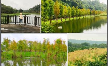 桃園大溪｜落羽松秘境：月眉人工濕地公園落羽松轉紅！芒花也盛開