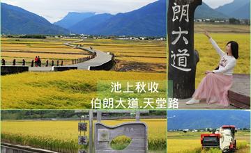 台東│池上伯朗大道 天堂路 秋意濃濃稻穀香，天堂鞦韆自然療癒