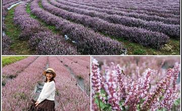 桃園｜2020楊梅仙草花節「微見仙鏡」：紫色夢幻花海免費遊