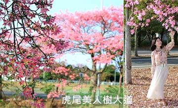 雲林｜虎尾美人樹大道：奼紫嫣紅映藍天，綿延2公里農博公園旁的台版櫻花大道