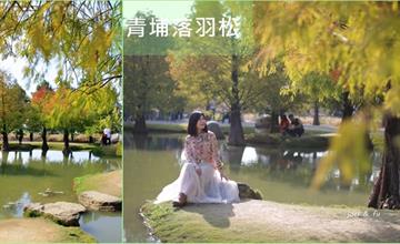 雲林虎尾｜青埔落羽松：小巧精緻的日式庭園，另種淡雅韻致的親民落羽松