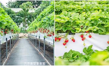 苗栗大湖｜六合高架牛奶草莓農場：喝牛奶長大的牛奶草莓，毛孩也能來的寵物友善草莓園！