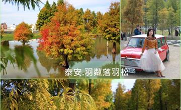 台中│泰安.羽粼落羽松 水中落羽松搖曳生姿倒影蕩漾，彩色蜻蜓、Vespa、mini cooper營造出復古風情