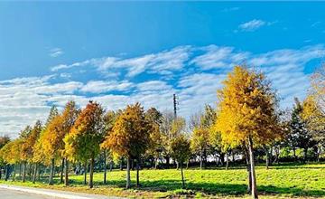 台中最新無料落羽松秘境│麗寶隱藏版落羽松大道│季節限定美景│長達1公里落羽松大道│異國風情浪漫指數破表