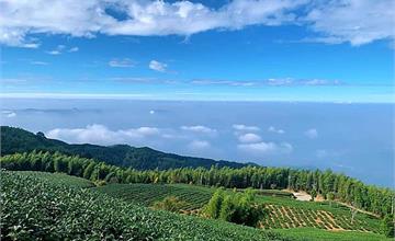 雲林古坑｜雲嶺之丘：漫步竹林步道，欣賞雲海、夕陽、日出、茶園，輕鬆親近自然
