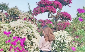  彰化田尾公路花園｜網美瘋打卡熱門景點 九重葛花海絢爛登場 