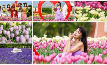 台中后里｜中社觀光花市：鬱金香和百合花爭奇鬥艷，各色花海美翻天超欠拍 