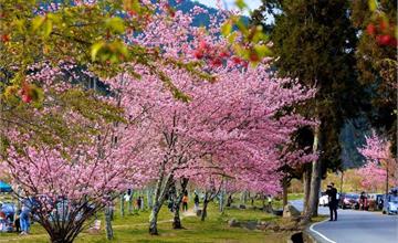 2021最新！武陵農場賞櫻攻略｜滿山櫻花怒放 漫步武陵櫻花海