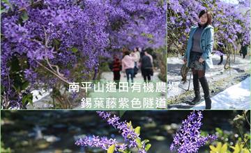 南投賞花秘境｜南平山道田有機農場｜皇后花圈-錫葉藤，紫色隧道超浪漫~