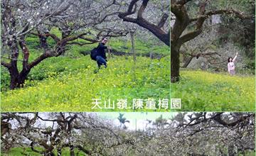 南投│天山嶺.陳董梅園 蒼勁老幹屈曲斑駁，梅花潔白晶瑩剔透，還有翠綠嫩黃油菜花來映襯