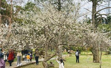 【桃園】2021賞梅景點 - 角板山行館，300多株梅樹彷彿剛下雪般美翻了