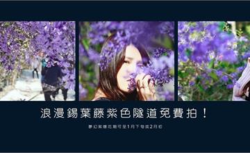 南投｜紫爆！浪漫錫葉藤紫色隧道免費拍！南平山道田生態有機農場