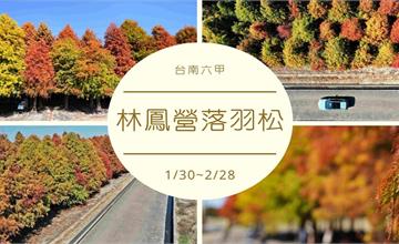 台南六甲｜漸層繽紛落羽松森林，彷彿走進明信片風景裡