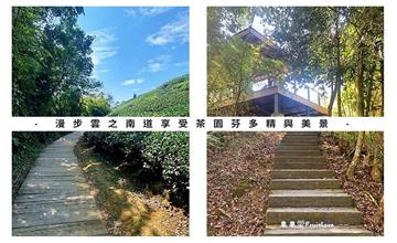 嘉義｜雲之南道：漫步太平雲梯旁的茶園步道，享受沁人茶香與嘉南平原美景