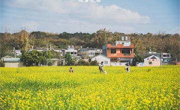 苗栗｜通霄花海，高鐵橋下的浪漫景色，黃澄澄的油菜花田好療癒