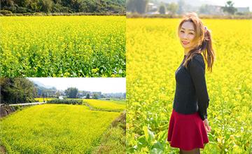 新竹竹北|油菜花綻放!金黃花海超浪漫