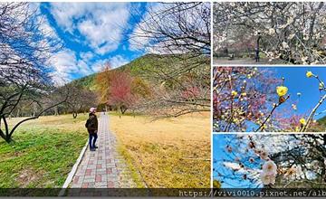台中和平｜武陵農場：上千株梅花盛開！山頭梅花海遍布，櫻花也悄悄綻放