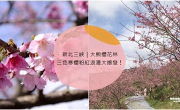 新北三峽｜大熊櫻花林：三色寒櫻粉紅浪漫大爆發！園區廣闊，賞櫻花兼健行爬山