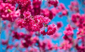 2021年泰安櫻花季，全台最美的泰安派出所，粉紅櫻花盛開中