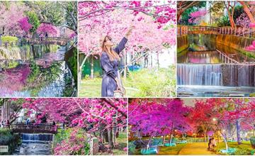 桃園中壢｜莒光公園：偽日本賞櫻景點！春季八重櫻盛開的夢幻美景，浪漫綺麗的夜櫻之美