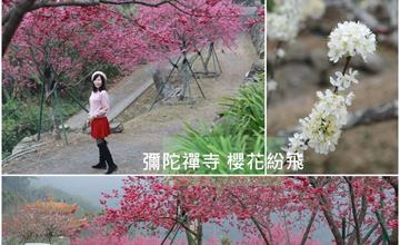嘉義櫻花秘境 彌陀禪寺 春色爛漫，櫻花紛飛