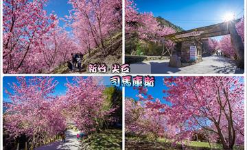 新竹尖石｜司馬庫斯櫻花季：昭和櫻怒放美景，到上帝的部落賞櫻一日遊